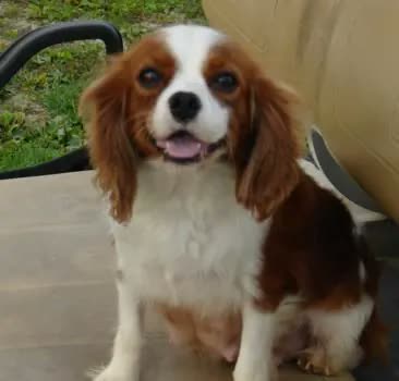Cavalier King Charles Spaniel