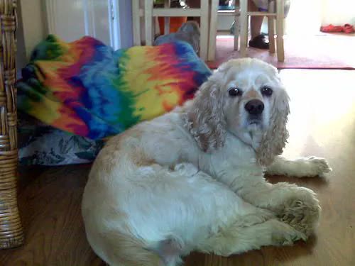 Cocker Spaniel Inglés
