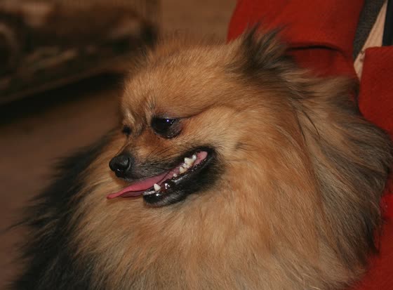Spitz Alemán Pequeño, perro de tamaño pequeño de Alemania, de pelo doble