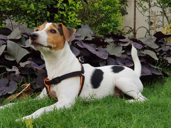 Jack Russell Terrier