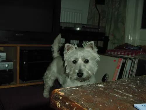 West Highland White Terrier
