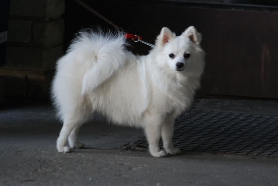 Volpino Italiano, perro de tamaño pequeño de Italia, de pelo largo