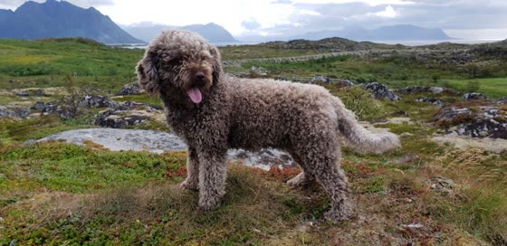 Perro de Agua Español, perro de tamaño mediano de España, de pelo rizado y lanoso