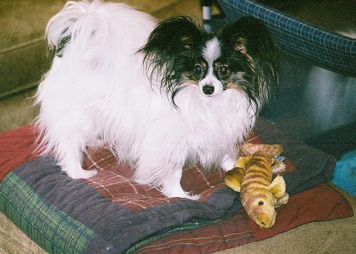 Papillon, perro de tamaño toy de Francia, de pelo largo (foto 2)