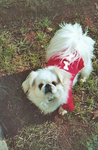 Pekinés, perro de tamaño toy de China, de pelo larguísimo doble (foto 2)