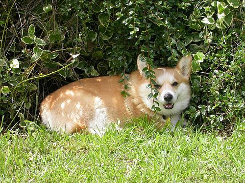 Welsh Corgi Pembroke, perro de tamaño pequeño de Gales, de pelo doble (foto 2)