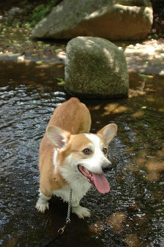 Welsh Corgi Pembroke, perro de tamaño pequeño de Gales, de pelo doble (foto 3)