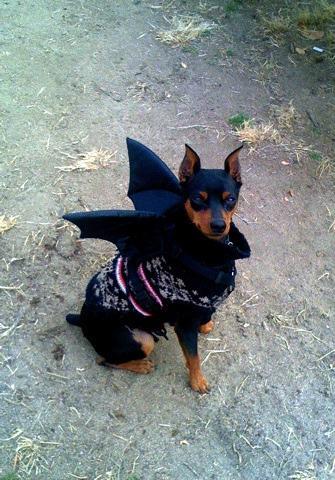 Pinscher Miniatura, perro de tamaño toy de Alemania, de pelo corto (foto 2)