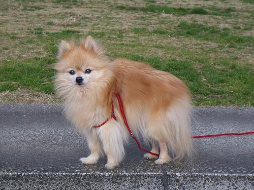 Pomerania / Spitz enano, perro de tamaño toy de Alemania, de pelo doble (foto 2)
