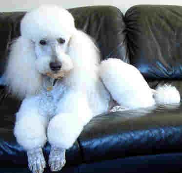 Caniche / Poodle, perro de tamaño mediano de Alemania, de pelo rizado (foto 2)