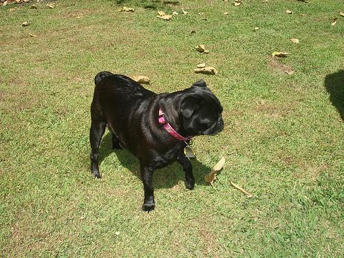 Carlino / Pug, perro de tamaño pequeño de China, de pelo corto y fino (foto 2)