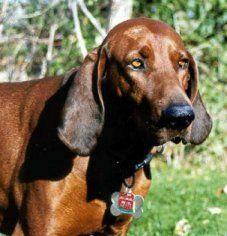 Redbone Coonhound, perro de tamaño grande de Estados Unidos, de pelo corto y liso (foto 2)