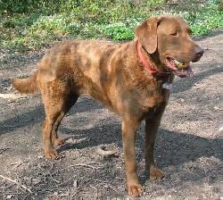 Chesapeake Bay Retriever, perro de tamaño grande de Estados Unidos, de pelo corto (foto 3)