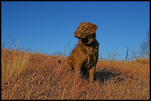 Chesapeake Bay Retriever, perro de tamaño grande de Estados Unidos, de pelo corto (foto 2)