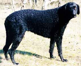 Retriever de Pelo Rizado, perro de tamaño grande de Reino Unido, de pelo rizos pequeños y apretados (foto 2)