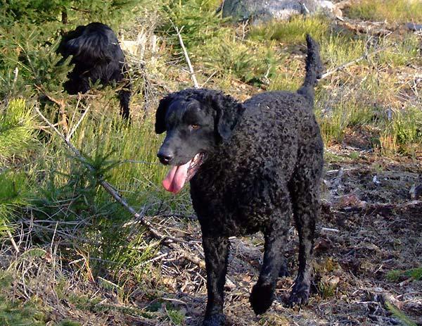 Retriever de Pelo Rizado, perro de tamaño grande de Reino Unido, de pelo rizos pequeños y apretados