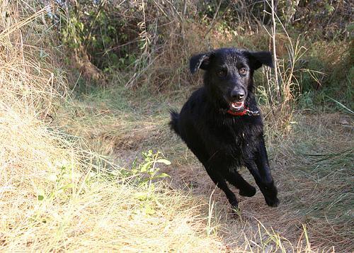 Retriever de Pelo Liso, perro de tamaño grande de Reino Unido, de pelo liso (foto 2)