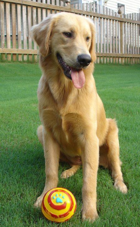 Golden Retriever, perro de tamaño grande de Reino Unido, de pelo largo doble e hidrófugo (foto 2)