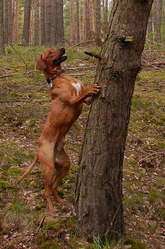 Rhodesian Ridgeback, perro de tamaño grande de Sudáfrica, de pelo corto y denso (foto 2)