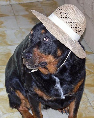 Rottweiler, perro de tamaño grande de Alemania, de pelo corto y duro (foto 2)