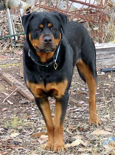 Rottweiler, perro de tamaño grande de Alemania, de pelo corto y duro (foto 3)