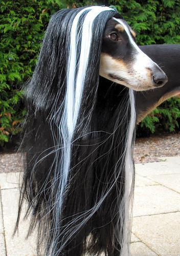 Saluki, perro de tamaño grande de Oriente Medio, de pelo corto (foto 2)
