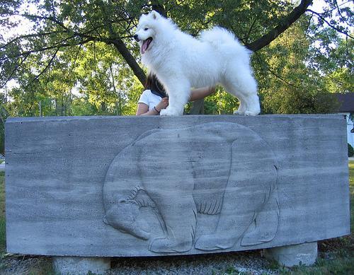 Samoyedo, perro de tamaño grande de Siberia, de pelo doble (foto 2)