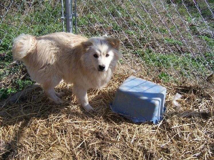 Samoyedo, perro de tamaño grande de Siberia, de pelo doble
