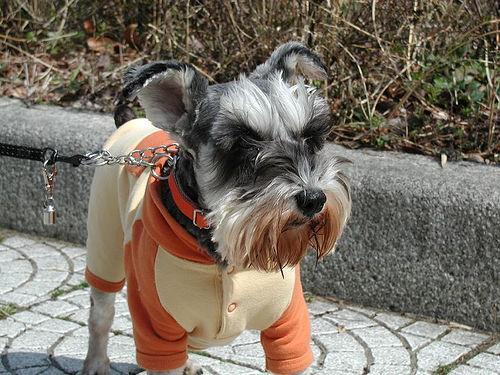 Schnauzer Miniatura, perro de tamaño pequeño de Alemania, de pelo duro de alambre (foto 2)