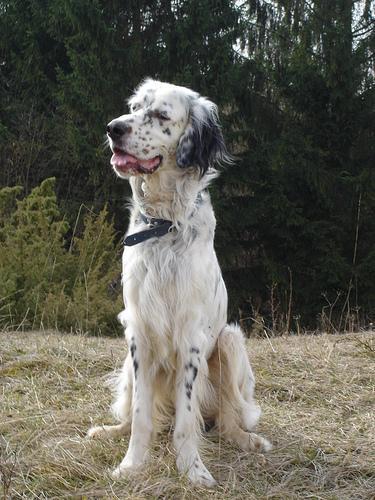 Setter Inglés, perro de tamaño grande de Reino Unido, de pelo largo (foto 2)