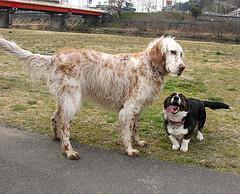 Setter Inglés, perro de tamaño grande de Reino Unido, de pelo largo (foto 3)