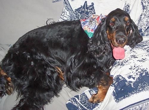 Setter Gordon, perro de tamaño grande de Escocia, de pelo largo y sedoso (foto 2)