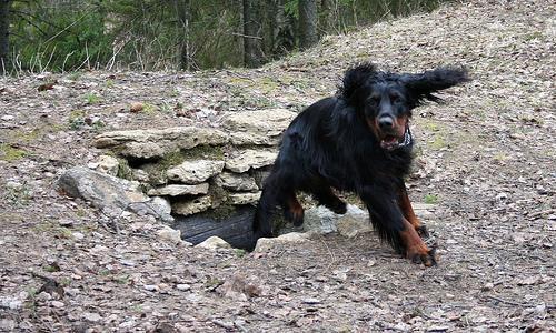 Setter Gordon, perro de tamaño grande de Escocia, de pelo largo y sedoso (foto 3)