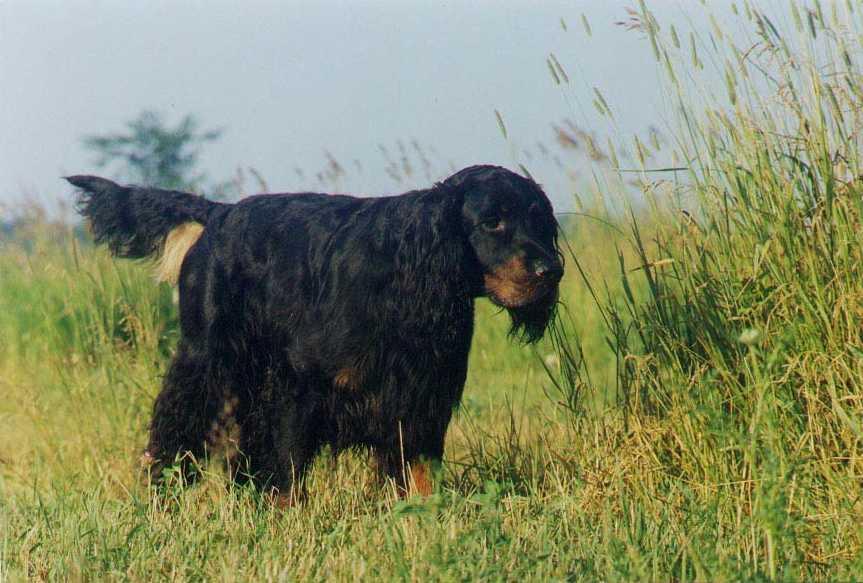 Setter Gordon, perro de tamaño grande de Escocia, de pelo largo y sedoso