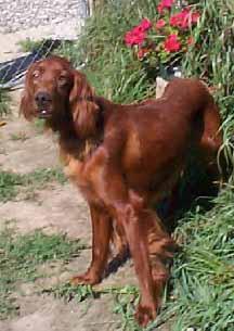 Setter Irlandés, perro de tamaño grande de Irlanda, de pelo largo y sedoso (foto 2)