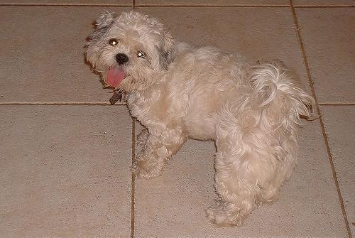 Shih Tzu, perro de tamaño toy de Tíbet, de pelo muy largo y liso (foto 2)