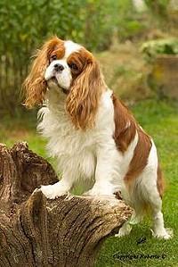 Cavalier King Charles Spaniel, perro de tamaño pequeño de Reino Unido, de pelo sedoso (foto 2)