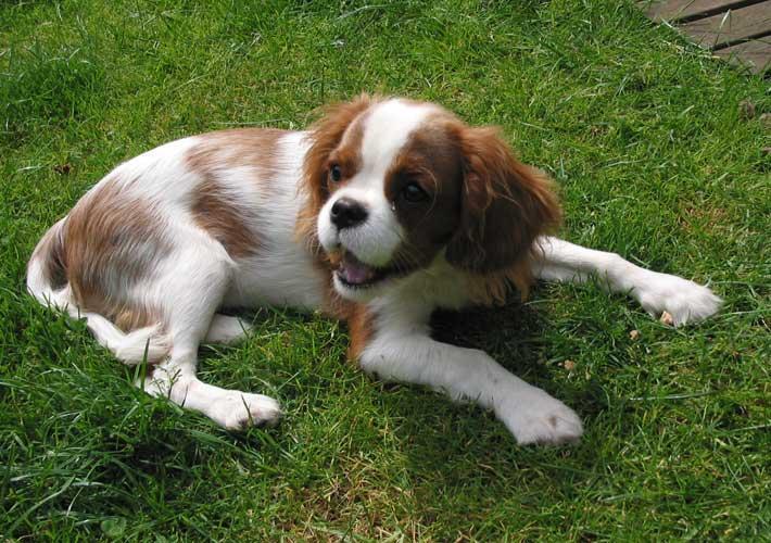 Cavalier King Charles Spaniel, perro de tamaño pequeño de Reino Unido, de pelo sedoso