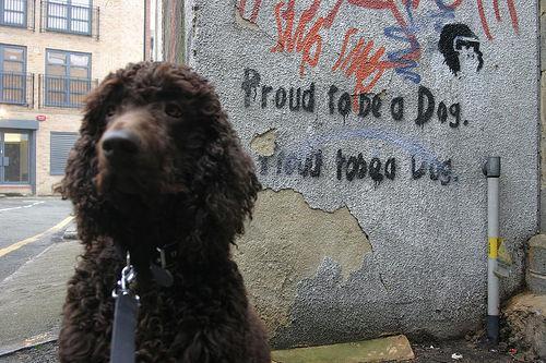 Spaniel Irlandés de Agua, perro de tamaño grande de Irlanda, de pelo rizos apretados (foto 2)
