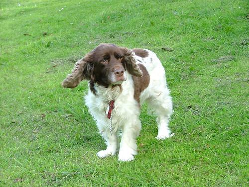 Springer Spaniel Inglés, perro de tamaño mediano de Reino Unido, de pelo medio (foto 2)