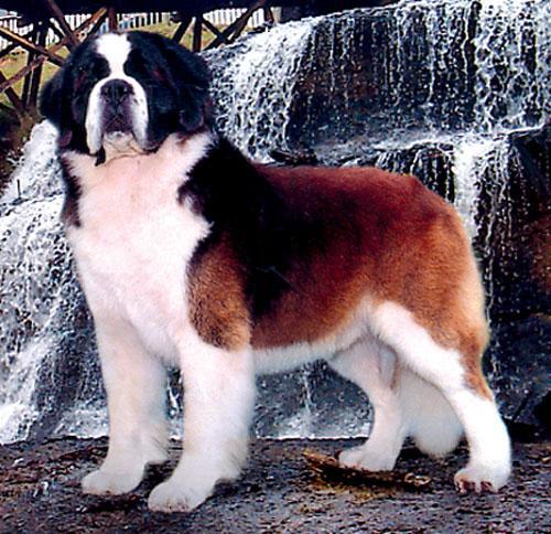 San Bernardo, perro de tamaño gigante de Suiza, de pelo corto o largo (foto 2)