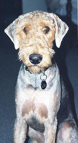 Airedale Terrier, perro de tamaño grande de Reino Unido, de pelo duro de alambre (foto 6)