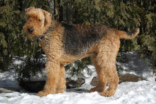 Airedale Terrier, perro de tamaño grande de Reino Unido, de pelo duro de alambre (foto 2)
