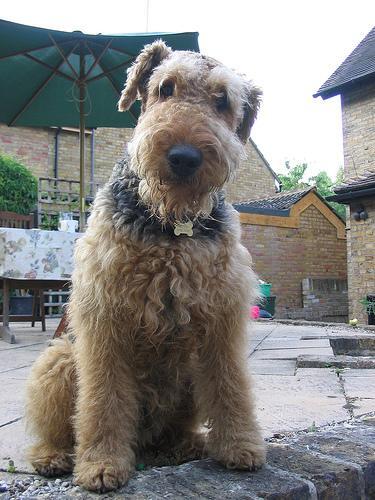 Airedale Terrier, perro de tamaño grande de Reino Unido, de pelo duro de alambre (foto 4)