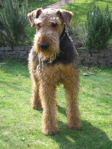 Airedale Terrier, perro de tamaño grande de Reino Unido, de pelo duro de alambre (foto 5)