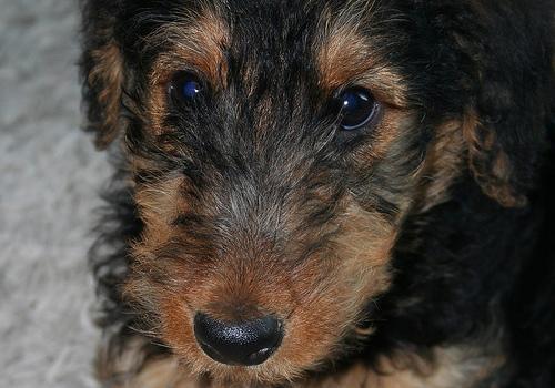 Airedale Terrier, perro de tamaño grande de Reino Unido, de pelo duro de alambre (foto 3)