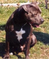 American Staffordshire Terrier, perro de tamaño mediano de Estados Unidos, de pelo corto y brillante (foto 2)