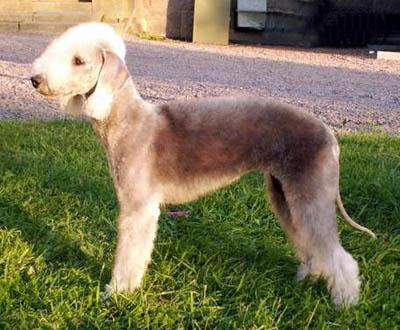 Bedlington Terrier, perro de tamaño pequeño de Reino Unido, de pelo rizado y lanoso (foto 2)