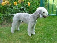 Bedlington Terrier, perro de tamaño pequeño de Reino Unido, de pelo rizado y lanoso (foto 3)