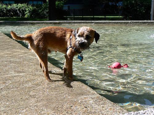 Border Terrier, perro de tamaño pequeño de Reino Unido, de pelo duro y áspero (foto 2)